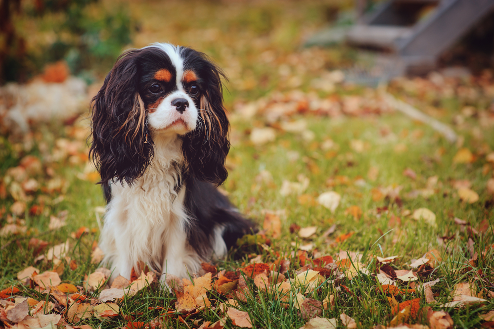 Cavalier King Charles Spaniel: 7 Interesting Facts