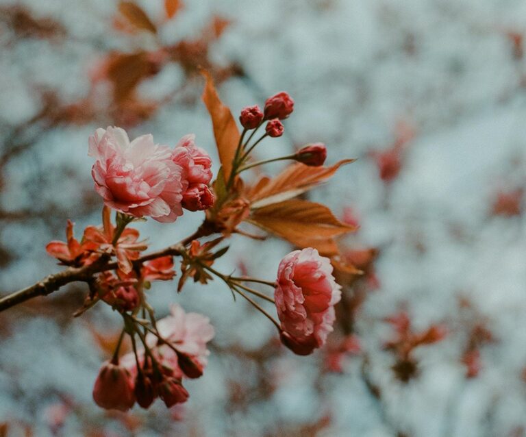 pink petaled flower in bloom