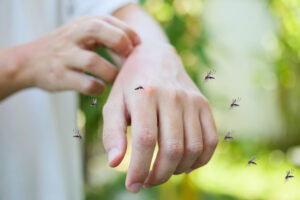 Managing Mosquito Infestations Tips from Pest Control Specialists