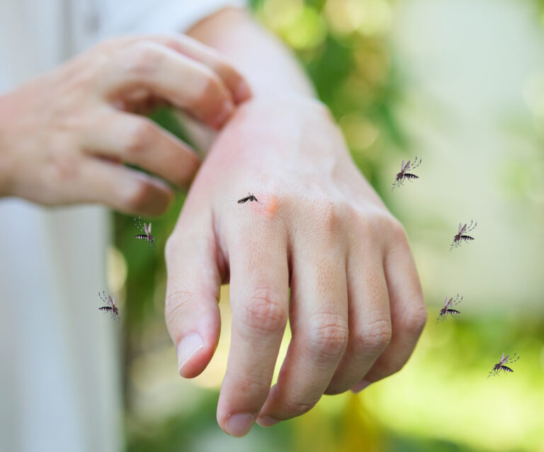 Managing Mosquito Infestations Tips from Pest Control Specialists