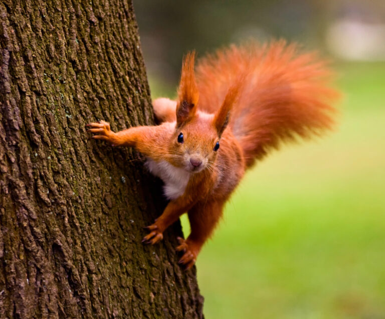 Squirrel Removal Myths Debunked: What You Need to Know