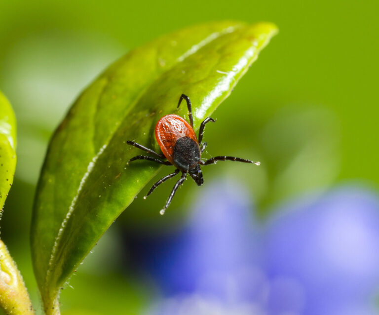 Are You Ticked Off With Ticks In Your Family Garden?