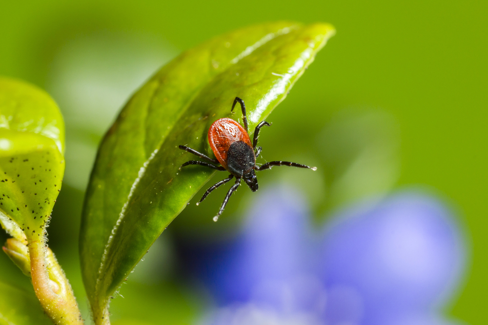 Are You Ticked Off With Ticks In Your Family Garden?