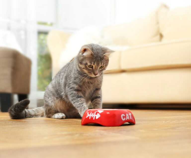 Why Flaked Cat Food Works for Sensitive Stomachs