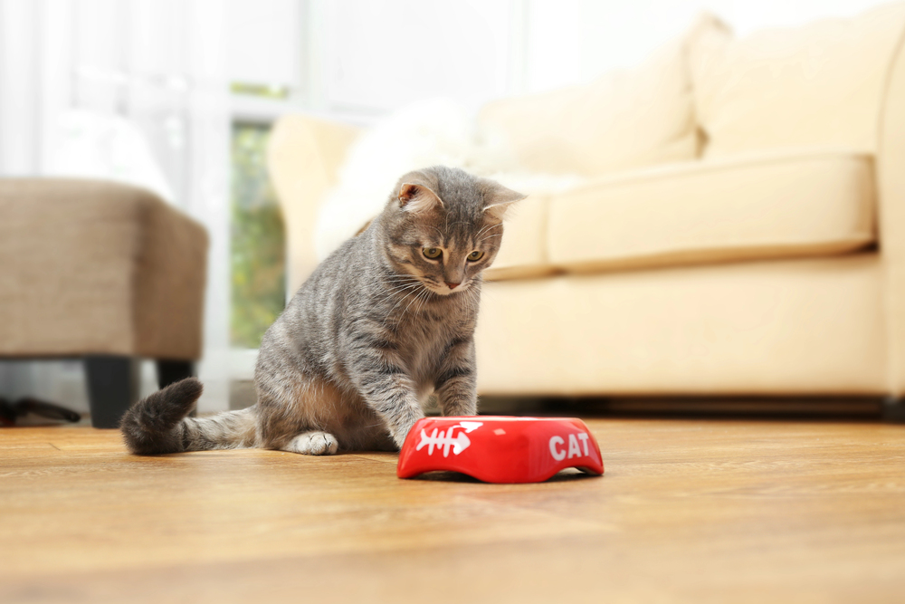 Why Flaked Cat Food Works for Sensitive Stomachs