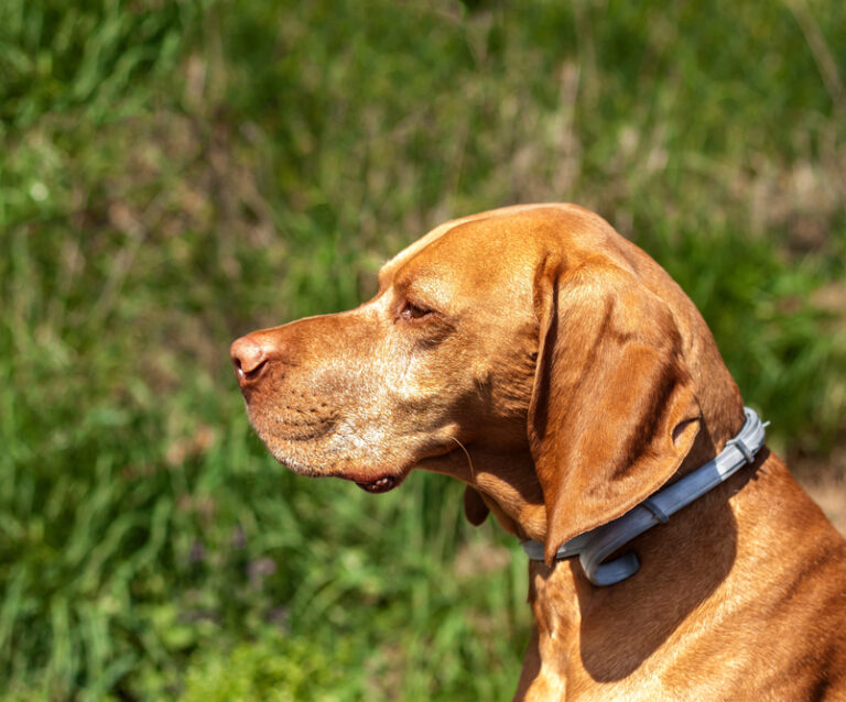 5 Tips to Pick a Non-Toxic Flea Collar That’s Safe Around Kids