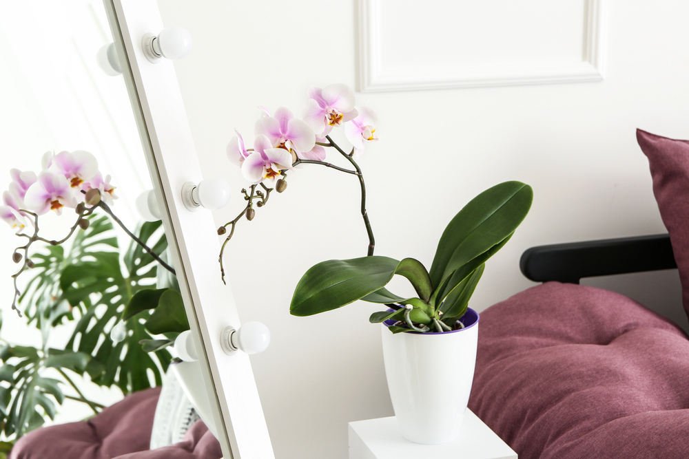 Mastering Orchid Care for Beginners: A Comprehensive Guide to Thriving Blooms at Home